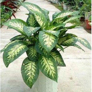 ��ֲ/��Ҷ������