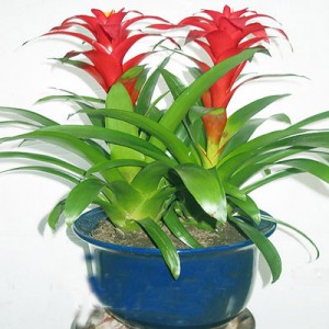 ��ֲ/���˵�ͷ