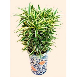 ��ֲ/�ƽ���