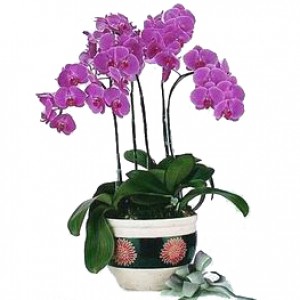 ��ֲ/������D��