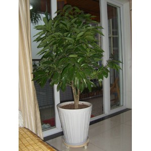 ��ֲ/ƽ����