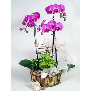 ��ֲ/������E��2