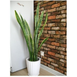 ��ֲ/��Ƥ��