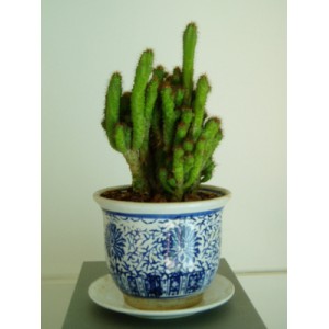 ��ֲ/������