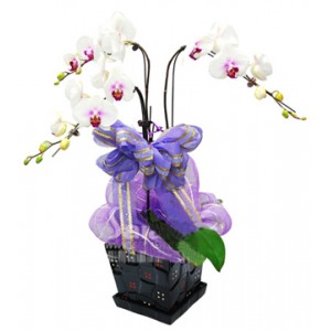 ��ֲ/����������̩