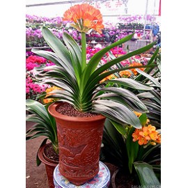 ��ֲ/������LOGO