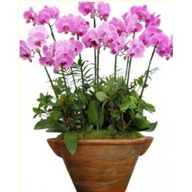 ��ֲ/������˳������LOGO