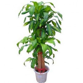 ��ֲ/����ľLOGO