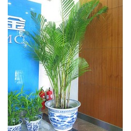 ��ֲ/ɢβ��LOGO