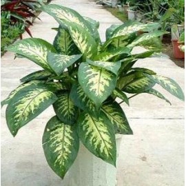 ��ֲ/��Ҷ������LOGO