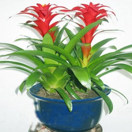 ��ֲ/���˵�ͷLOGO