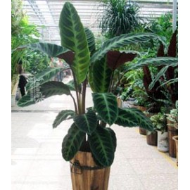 ��ֲ/�ϱ������LOGO