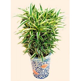 ��ֲ/�ƽ���LOGO