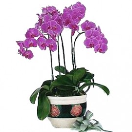 ��ֲ/������D��LOGO