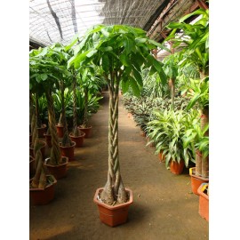 ��ֲ/������LOGO