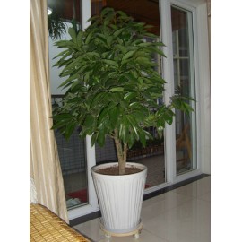 ��ֲ/ƽ����LOGO