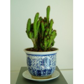 ��ֲ/������LOGO