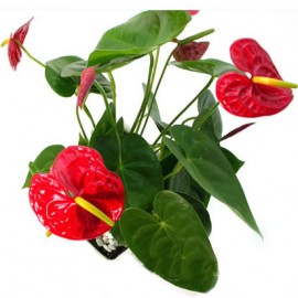 ��ֲ/����2LOGO