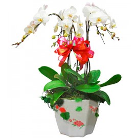 ��ֲ/������������¡LOGO