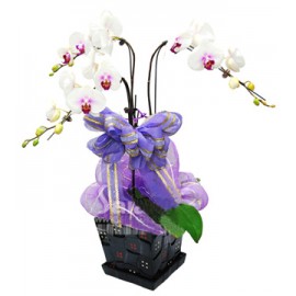 ��ֲ/����������̩LOGO